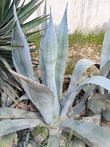gila: Agave americana (Amerika aqavası) – böyük dekorativ sukulent - Növ — 2