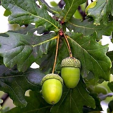 Клён: Продаю разное декоративный дерево .(Viburnum opulus) – для живых — 12