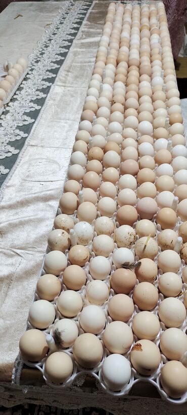 ross 308 yumurta satışı: Kənd yumurtası 0.20 qəpiyə, hamsı təzə və mayalıdır