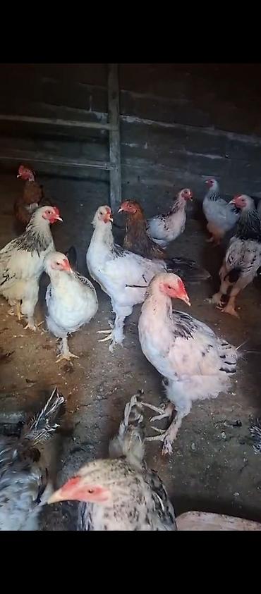 Toyuqlar: Toyuq, Australorp, Damazlıq, Ödənişli çatdırılma — 1