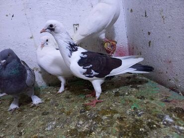 Göyərçinlər: Salam Aleykum qardaşlar 40 dene quşdu içində super uçan Quşlar var — 7