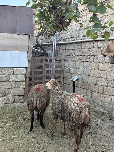 arpanın qiyməti: Quzu, Erkək, ay: 8, 34 kq, Ətlik, Ünvandan götürmə — 4