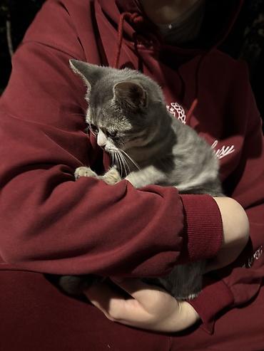 купить кошку манчкин: Котёнок серого окраса с белыми отметинами - Порода: домашняя — 2
