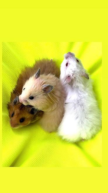 Хомяки: Продаются хомячки ручные. В нашем питомнике вы можете приобрести — 4