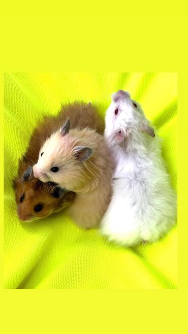 Хомяки: Продаются хомячки джунгарские, сирийские, ангорские пушистые хомячки — 3