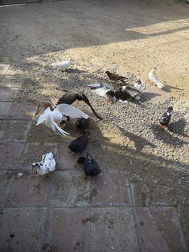 quşlar goyərcin: Tergizme heyvanlardır sağlamdılar icindi ucurmalığ balalarda var — 3