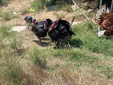 Erkək, Damazlıq lalafo.az -da Erkək, Damazlıq