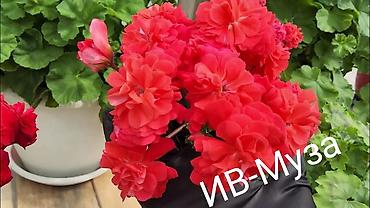 Герани и пеларгонии: Пеларгонии (герань зональная) — сортовые кустики в горшках — 16