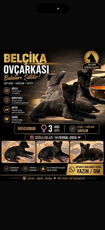 itlər bala: Belçika çoban iti, 3 ay, Dişi, Peyvəndli, Pulsuz çatdırılma — 1