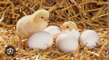 mayalı yumurta: Boz astrlop,brama,heyatı.hunduska.ordey.mayalı yumrtalar satlir