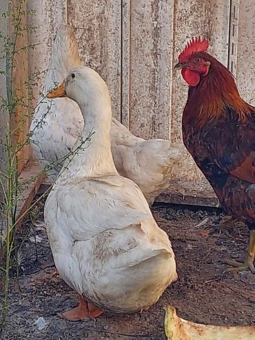 зайчи: Продаю | Куры, Петух — 2