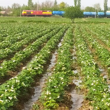 саженцы клубника опт, саженцы клубника от производителя, купить саженцы клубники оптом, саженцы клубники оптовая, саженцы клубники партия, саженцы клубники азия опт, саженцы клубники азия производитель, саженцы клубники альба опт, саженцы клубники прими п: Рассада : Клубника