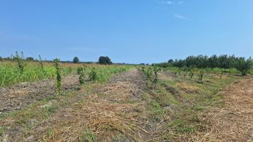 Torpaq sahələrinin satışı: 508 sot, Kənd təsərrüfatı, Kupça (Çıxarış) — 11