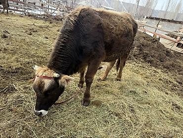 Коровы, быки: Продаю | Тёлка | На откорм | Племенные — 10