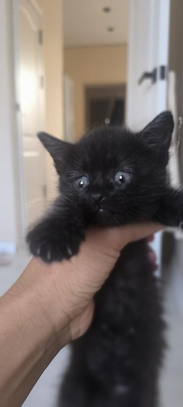 кошка мышык: 🐾 4 очаровательных котёнка ищут любящие семьи! 🏡❤️ Родились — 2