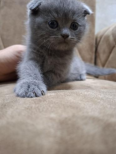Кошки: Шотландская вислоухая — 4