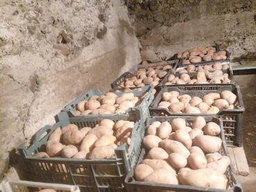 овощи: Продается картошка домашняя сорт Превосходная на еду и на посадку