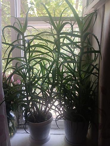 уй емерек: Алоэ (Aloe arborescens) в горшках - Два крупных комнатных суккулента — 1
