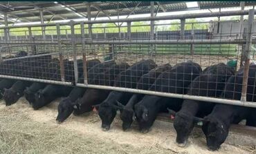 французский бульдог цена щенка: Продаю | Корова (самка), Тёлка, Бык (самец) | Ангус, Голштин, Бельгийская | Для разведения, На забой, На откорм | Племенные