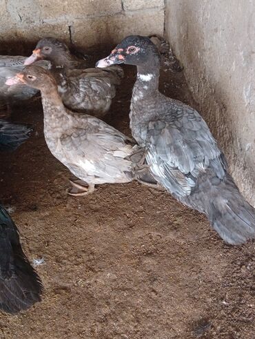 Digər heyvanlar: Salam şəkildə gördüyüvüz heyvanlar satılır 5 dənədi 2 erkək 3 dişidi — 7