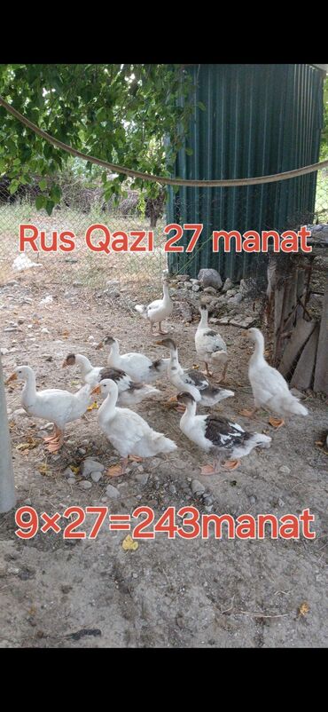 ozturkler qaz: Dişi, | Linda, Damazlıq, Ünvandan götürmə