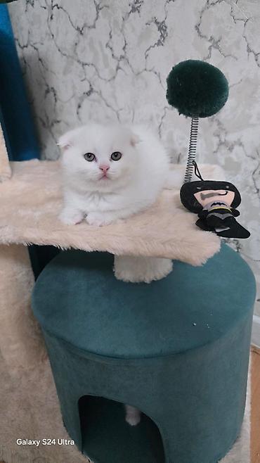 Кошки: Ağ tüklü balaca pişiklər – Scottish Fold və Straight balaları - Növ — 8