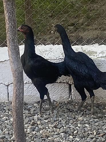 Toyuqlar: Toyuq, Damazlıq, Ödənişli çatdırılma — 5