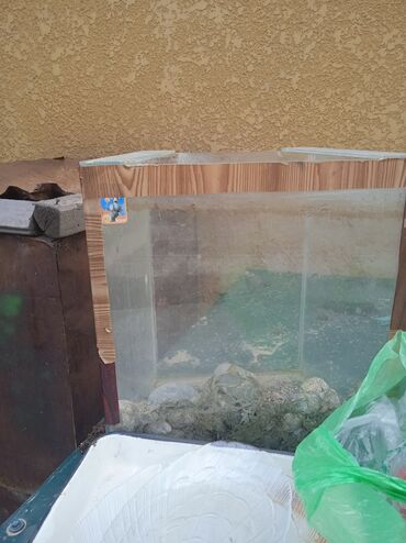 аквариум для черепах: Аквариум целый