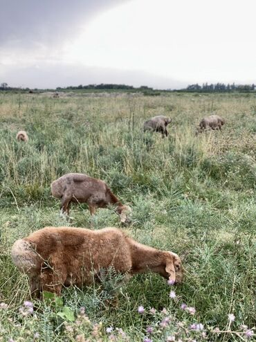 купить собаку немецкую овчарку: Продаю | Овца (самка)