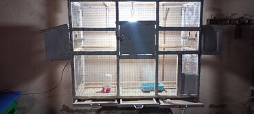 чихуахуа в добрые руки: Quş qəfəsi – geniş volyer tipli - Material: metal karkas, sıx tor
