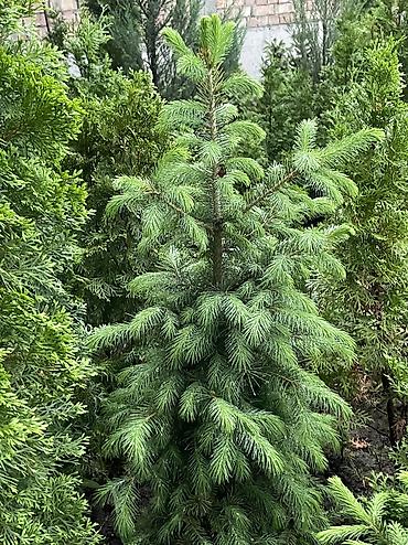 Ель: Продаются голубые/зеленые/тянь-шанские ели 🌲 Выращиваем сами, со всей — 5