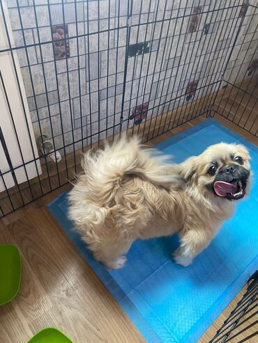 Собаки: Пекинес, 5 месяцев, Самец, Самовывоз