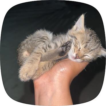 Мышыктар: Котёнок, полосатый табби - Милейший котёнок с тёплой песочно-серой — 1