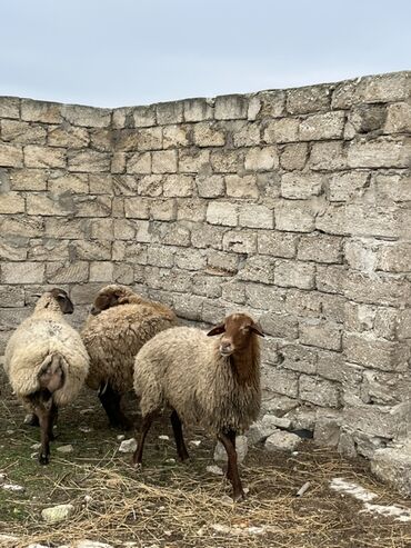 Qoyunlar, qoçlar: Salam tecli satlır sağlam heyvanlardıı qiymət razlşmaq olarr — 9
