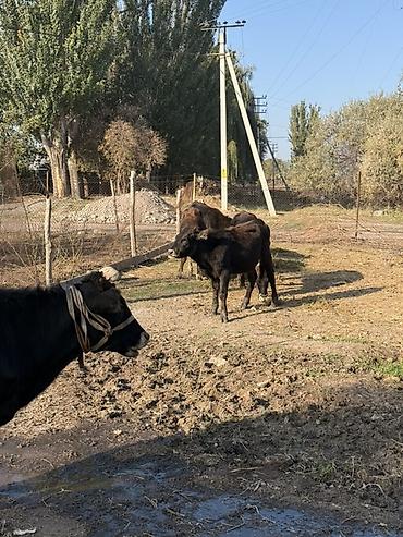 арпа урук бишкек: Сатам | Уй (ургаачы), Бука (эркек), Кунаажын | Бордоп семиртүү үчүн | Байланган — 5