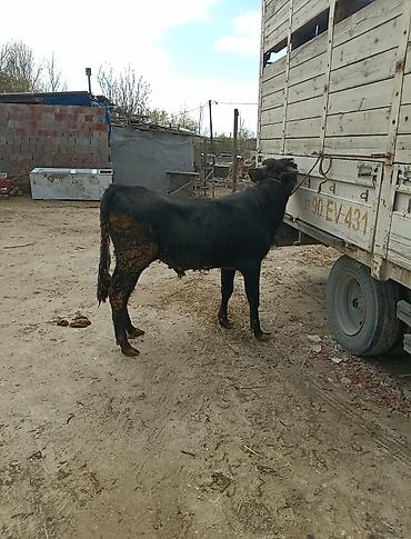 Inəklər, öküzlər: Inəklər, öküzlər — 5