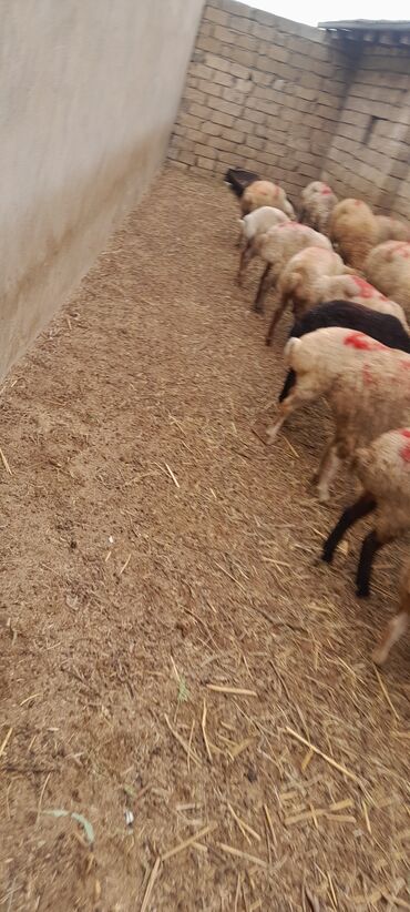 Qoyunlar, qoçlar: Erkək, il: 7, 55 kq, Ətlik, Ünvandan götürmə — 8