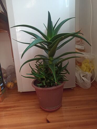 Otaq bitkiləri: Satılır: ev otaq gülləri kolleksiyası - Sansevieriya (Qaynanadili) – — 9