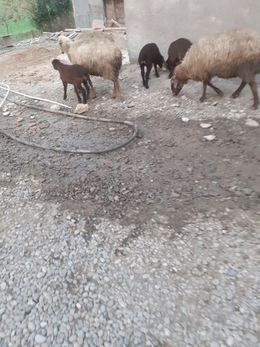 Qoyunlar, qoçlar: 470 deylir riyal alcıyna razlaşmaq olar zəngin vurun — 1
