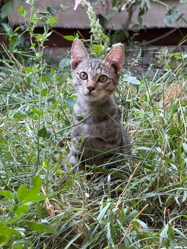 отдам кота в добрые руки: В хорошие, добрые, заботливые руки отдам двух котиков. Мальчики