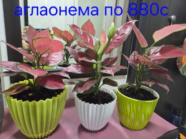 купить орхидея: Продаю домашние цветы Спатифилум-женское счастье, Антуриум, мужское