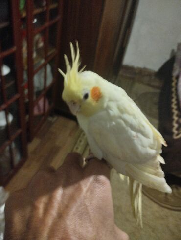 Tutuquşları: Növ: Nimfa tutuquşu (cockatiel), açıq sarı rəng, yanaqlarda narıncı — 8