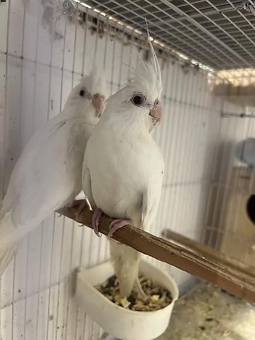 Albinos dum ag yanaqsiz korellalar.hazir cutlerde var,qiymet birine