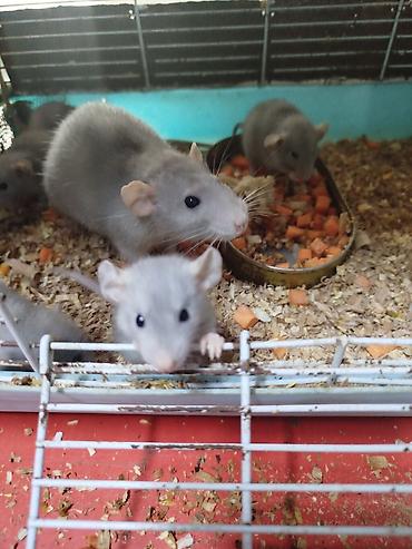 Крысы: Продам маленьких крысят Дамбо декоративные рексы ручные домашние. Есть — 2