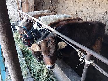 Коровы, быки: Продаю | Бык (самец) | Швицкая | На откорм — 6