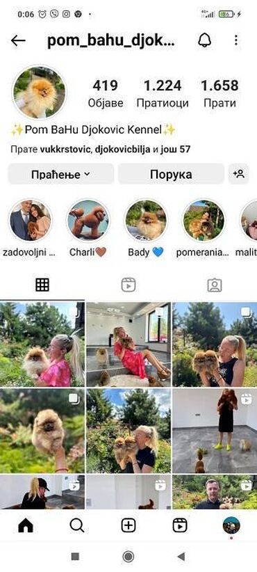 Psi: Maltipoo kucici savrsenog izgleda i genetike FCI 7493 posetite nase — 8