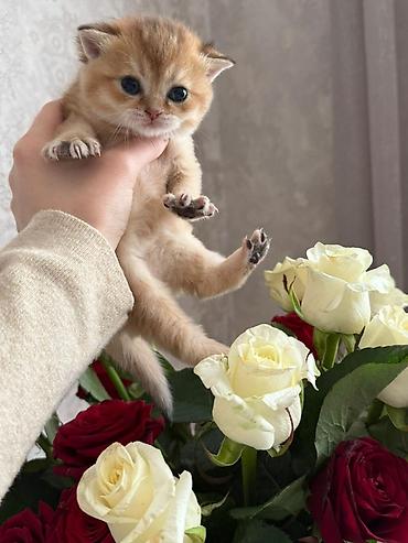 Pişiklər: Britan — 8