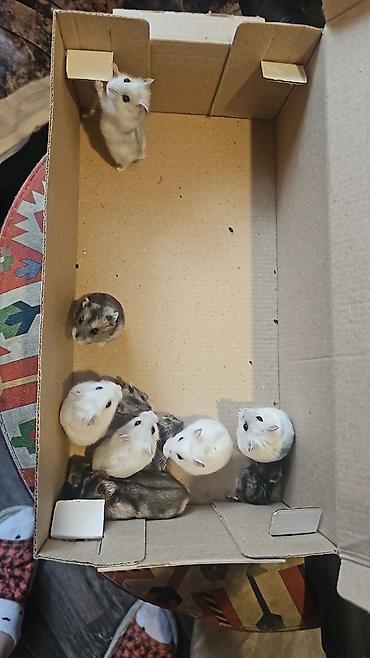 Gəmiricilər: Hamsterlər (Djungarian tipli) - Rənglər: ağ, boz və qarışıq naxışlı — 9