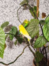 купить домашних курей: Волнистые попугаи пара самец и самка отдельно не продаються вместе с at lalafo.kg купить домашних курей: Волнистые попугаи пара самец и самка отдельно не продаються вместе с