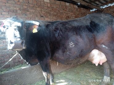 каровы дойные: Продаётся корова порода галштеин должна телится до 13марта 100%